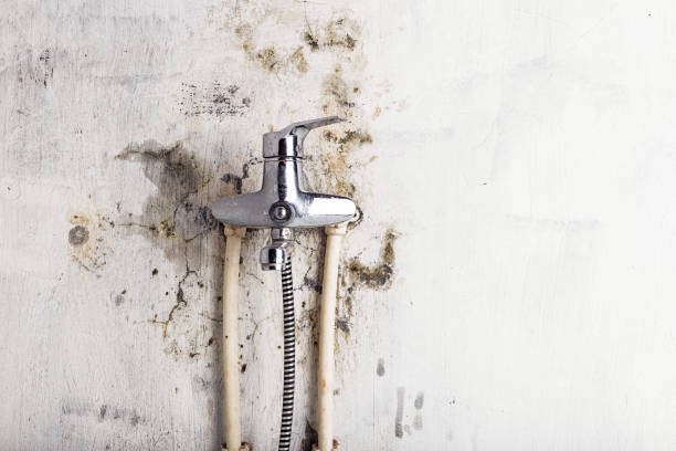 Best Mold Remediation  in Lepanto, AR