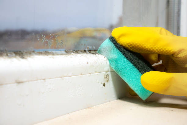 Best Toxic Mold Removal  in Lepanto, AR
