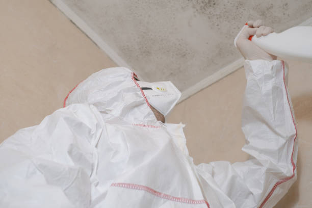 Certified Mold Removal in Lepanto, AR