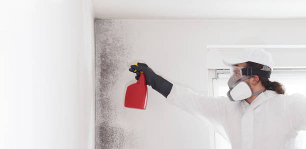 Mold Testing and Removal in Lepanto, AR