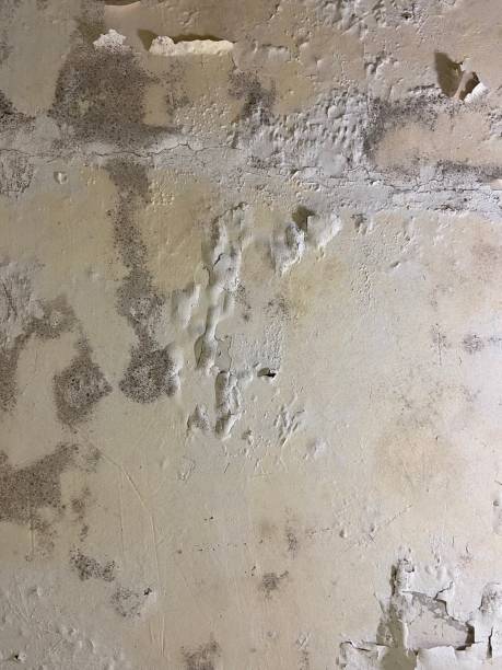 Best Residential Mold Removal  in Lepanto, AR